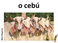 O cebú